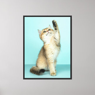 Golden Kitten Reaching for the Sky Canvas Print