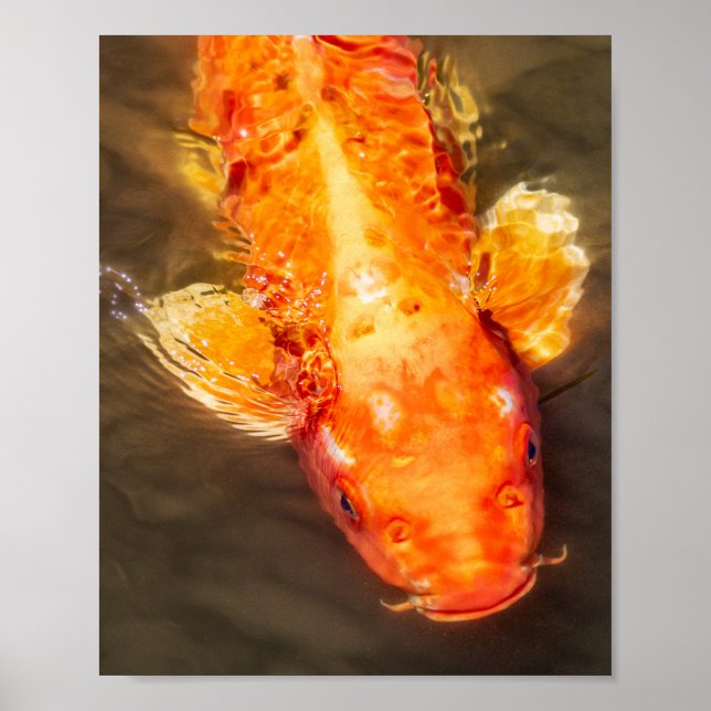 Golden Koi Swimming Fish Photo  Poster (Front)