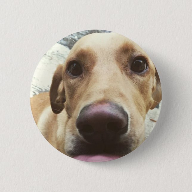 Golden Lab 6 Cm Round Badge (Front)