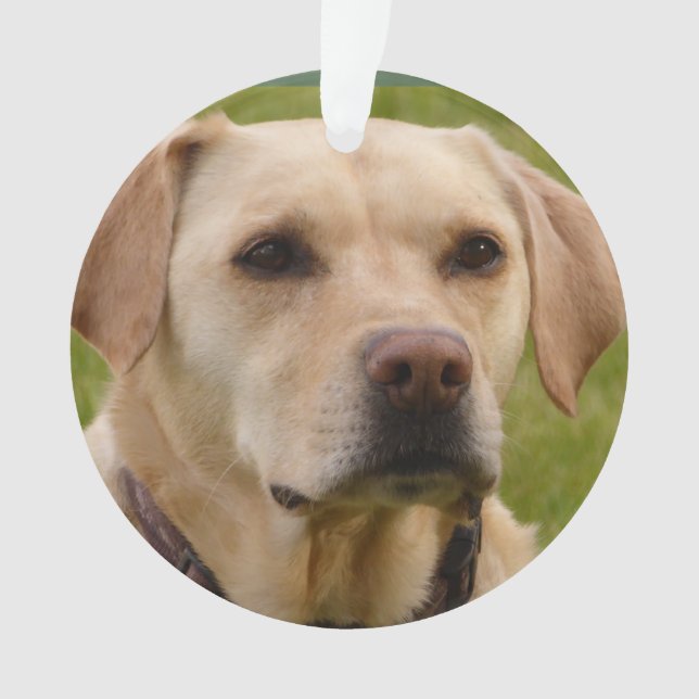 Golden Lab customisable Christmas Ornament (Front)