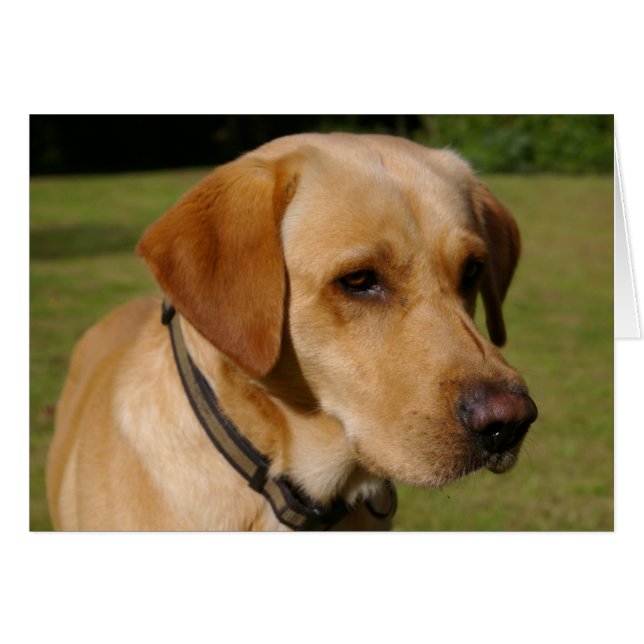 Golden Labrador (Front Horizontal)