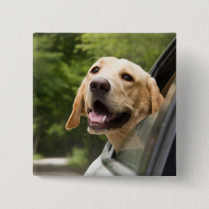 Golden Labrador In Rearview Mirror 15 Cm Square Badge
