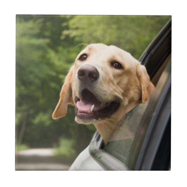 Golden Labrador In Rearview Mirror Ceramic Tile (Front)