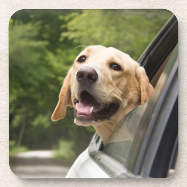 Golden Labrador In Rearview Mirror Coaster (Front)