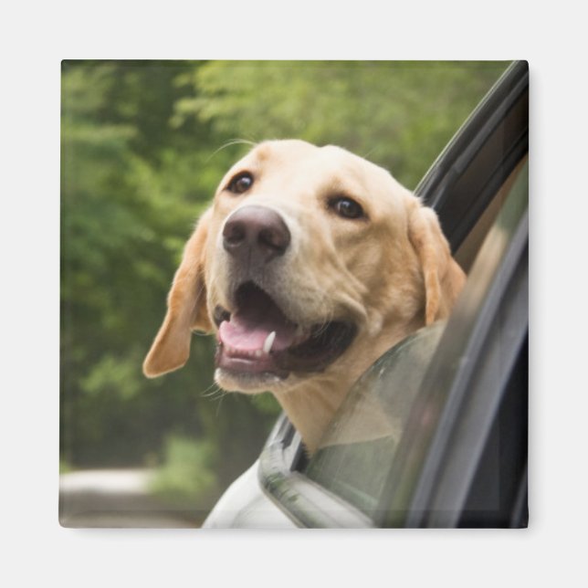 Golden Labrador In Rearview Mirror Magnet (Front)