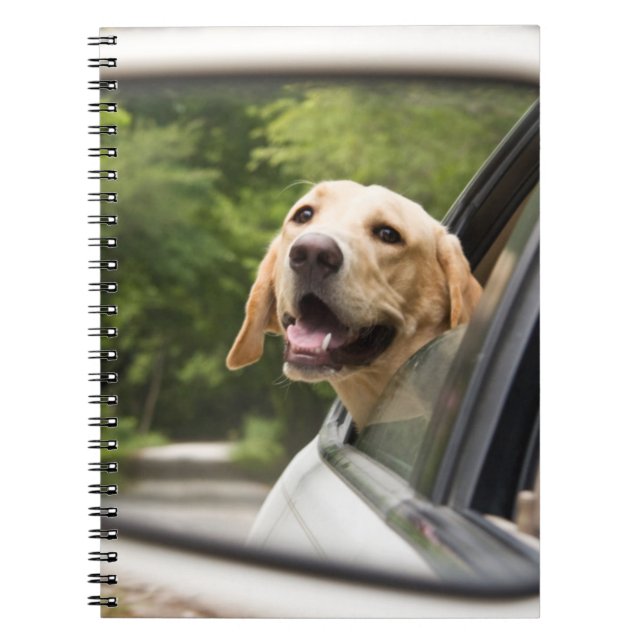 Golden Labrador In Rearview Mirror Notebook (Front)