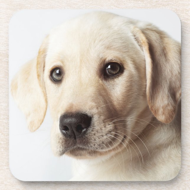 Golden Labrador Puppy Closeup Coaster (Front)