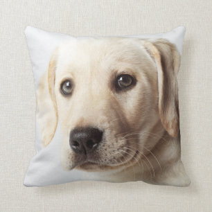 Golden Labrador Puppy Closeup Cushion