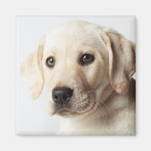 Golden Labrador Puppy Closeup Magnet