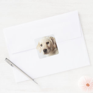 Golden Labrador Puppy Closeup Square Sticker