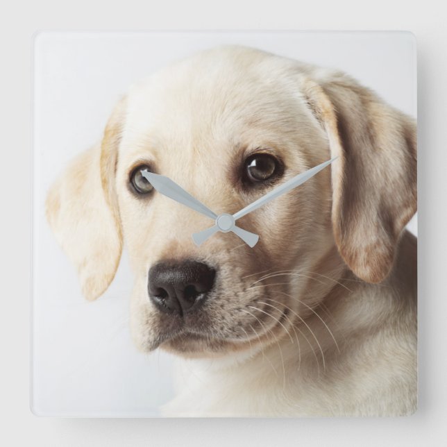 Golden Labrador Puppy Closeup Square Wall Clock (Front)
