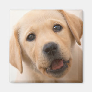 Golden Labrador Puppy Magnet