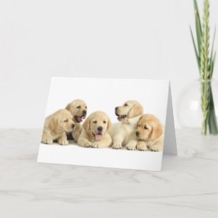 Golden Labrador Puppy Pile Card