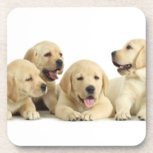 Golden Labrador Puppy Pile Coaster