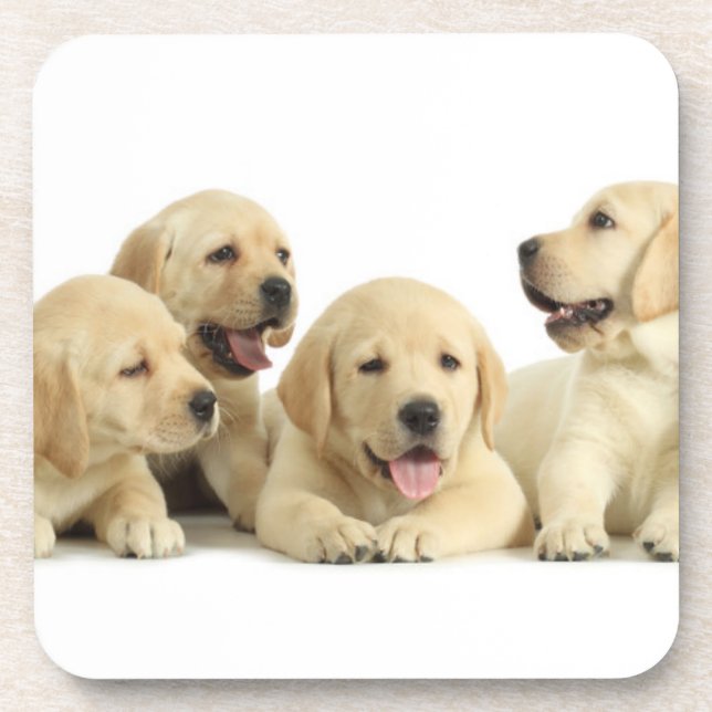 Golden Labrador Puppy Pile Coaster (Front)