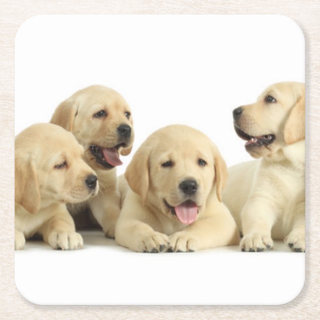 Golden Labrador Puppy Pile Square Paper Coaster (Front)