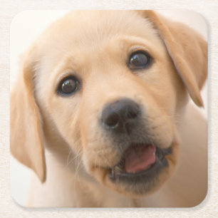 Golden Labrador Puppy Square Paper Coaster