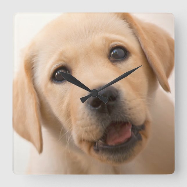 Golden Labrador Puppy Square Wall Clock (Front)