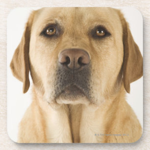 Golden Labrador Retriever (Canis familiaris). Coaster