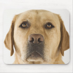 Golden Labrador Retriever (Canis familiaris). Mouse Pad