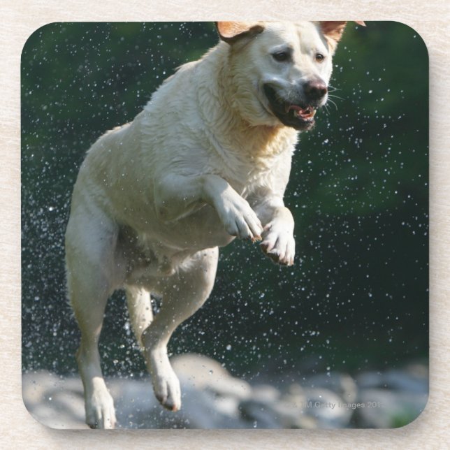 Golden Labrador Retriever jumping into river Coaster (Front)