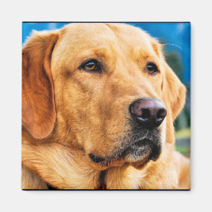 Golden Labrador Retriever Magnet