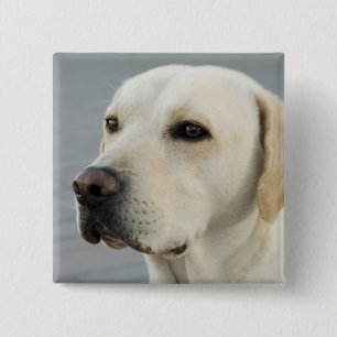 Golden Labrador Retriever Photograph 15 Cm Square Badge