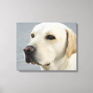 Golden Labrador Retriever Photograph Canvas Print