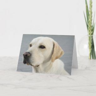 Golden Labrador Retriever Photograph Card
