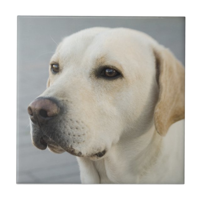 Golden Labrador Retriever Photograph Ceramic Tile (Front)