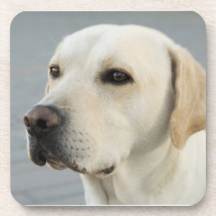 Golden Labrador Retriever Photograph Coaster