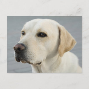 Golden Labrador Retriever Photograph Postcard