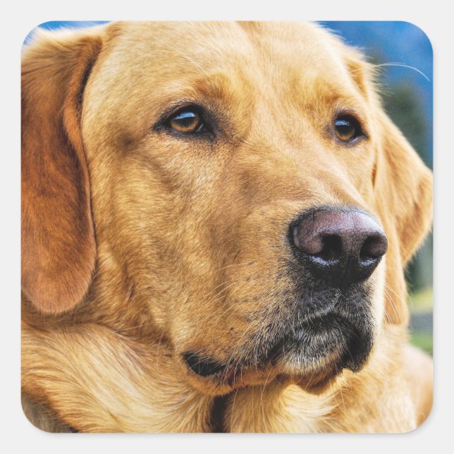Golden Labrador Retriever Square Sticker (Front)