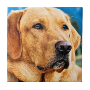 Golden Labrador Retriever Tile