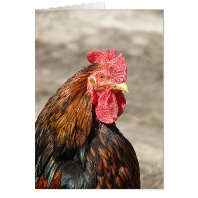 Golden Laced Bantam Cochin Rooster (Front)