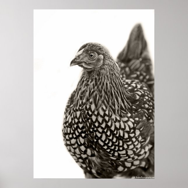 Golden Laced Wyandotte Chicken Poster (Front)