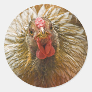 Golden-laced Wyandotte Hen Classic Round Sticker