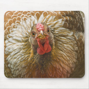 Golden Laced Wyandotte Hen Mouse Pad