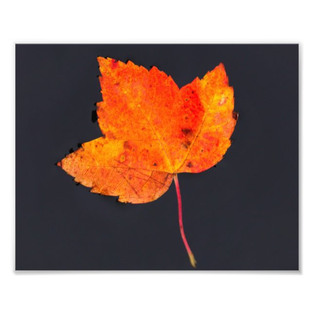 Golden leaf of fall photo print (Front)