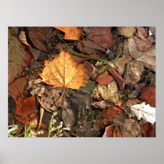 Golden Leaf Poster