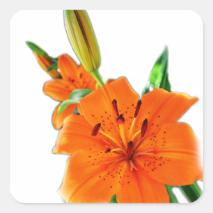 golden lily flowers square sticker