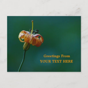 Golden Lily Wildflower Greetings Postcard