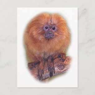 Golden Lion Tamarin, Golden Marmoset Monkey Brazil Postcard