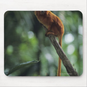 Golden lion tamarin (Leontopithecus rosalia) Mouse Pad