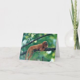 GOLDEN LION TAMARIN MONKEY GREETING CARD