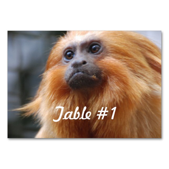 Golden Lion Tamarin Monkey Table Number (Front)