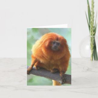 Golden-Lion Tamarin Note Cards