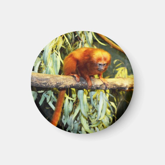 Golden Lion Tamarin Observing, Magnet (Front)