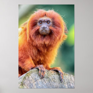 Golden Lion Tamarin perched on log close up Poster