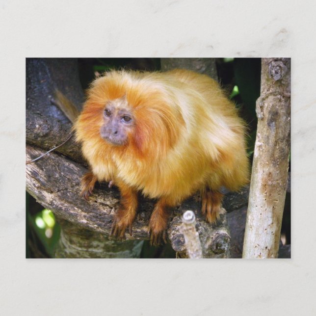 Golden Lion Tamarin Postcard (Front)